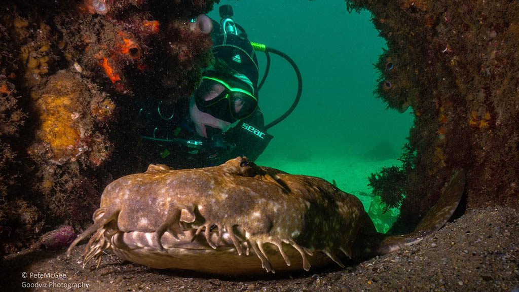 Cabbage tree bay aquatic reserve manly wobbegong