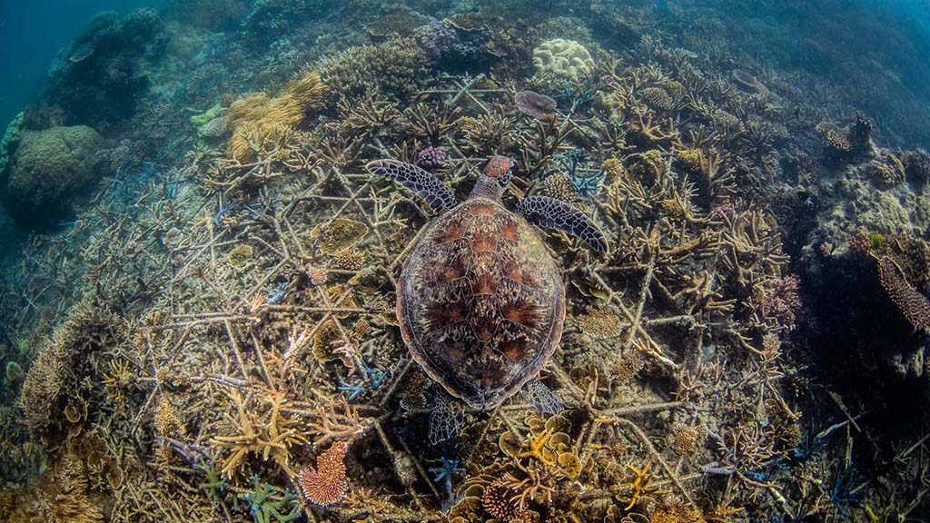 Introducing: the reef cooperative
