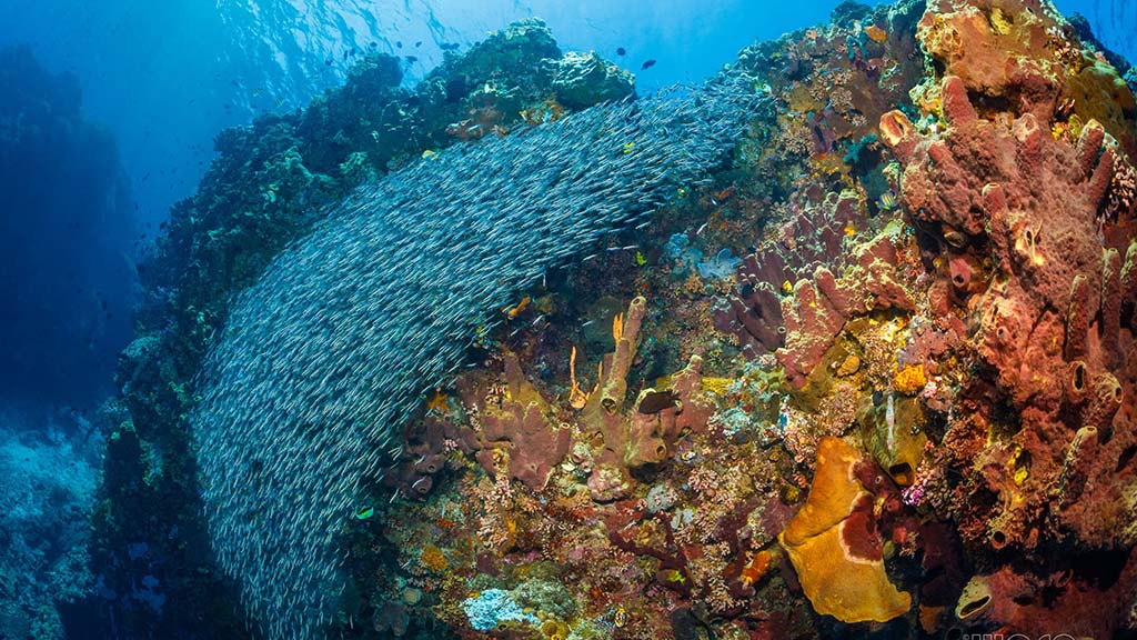 10 thalassa manado north sulawesi indonesia fish school lekuan bunaken