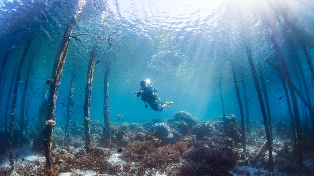 Gangga Divers Raja Ampat Diving at Papua Paradise Eco Resort, Indonesia