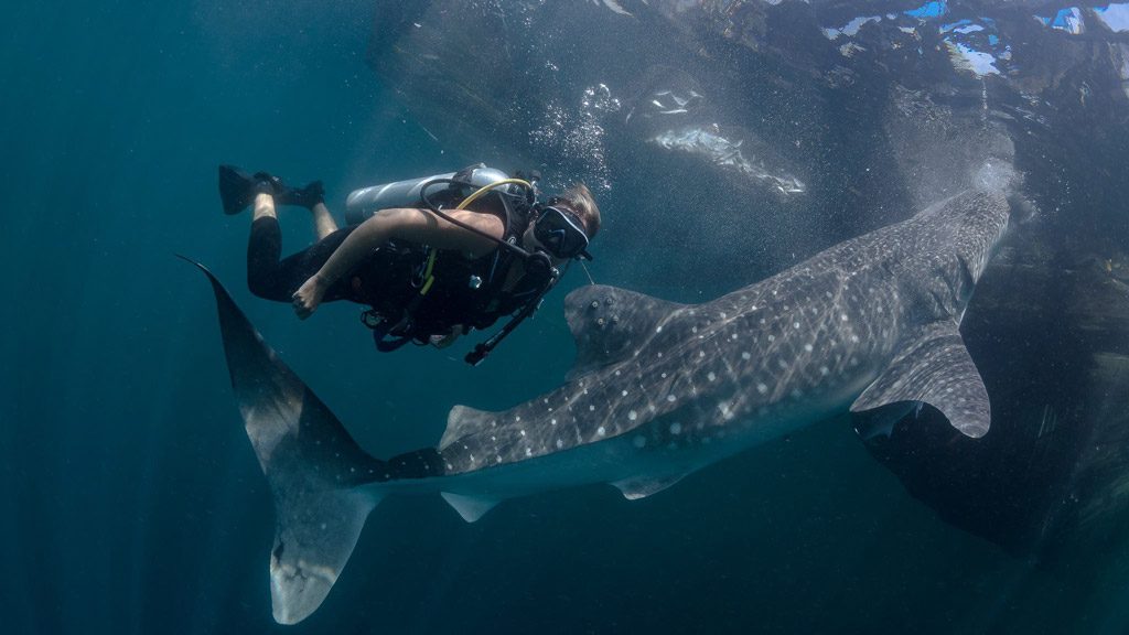 Blue Manta, Komodo, Raja Ampat, Banda Sea, Alor, Ambon