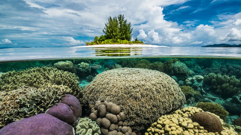 Gangga Divers Raja Ampat Diving at Papua Paradise Eco Resort, Indonesia