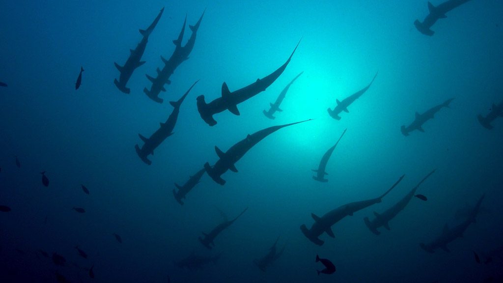 Blue Manta, Komodo, Raja Ampat, Banda Sea, Alor, Ambon