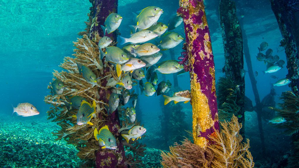 Gangga Divers Raja Ampat Diving at Papua Paradise Eco Resort, Indonesia - photo credit: www.thomashaider.at