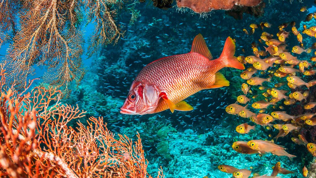 Gangga Divers Raja Ampat Diving at Papua Paradise Eco Resort, Indonesia - photo credit: www.thomashaider.at