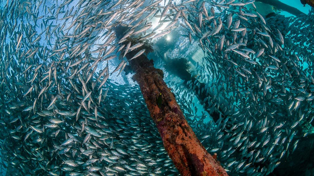 Gangga Divers Raja Ampat Diving at Papua Paradise Eco Resort, Indonesia - photo credit: www.thomashaider.at