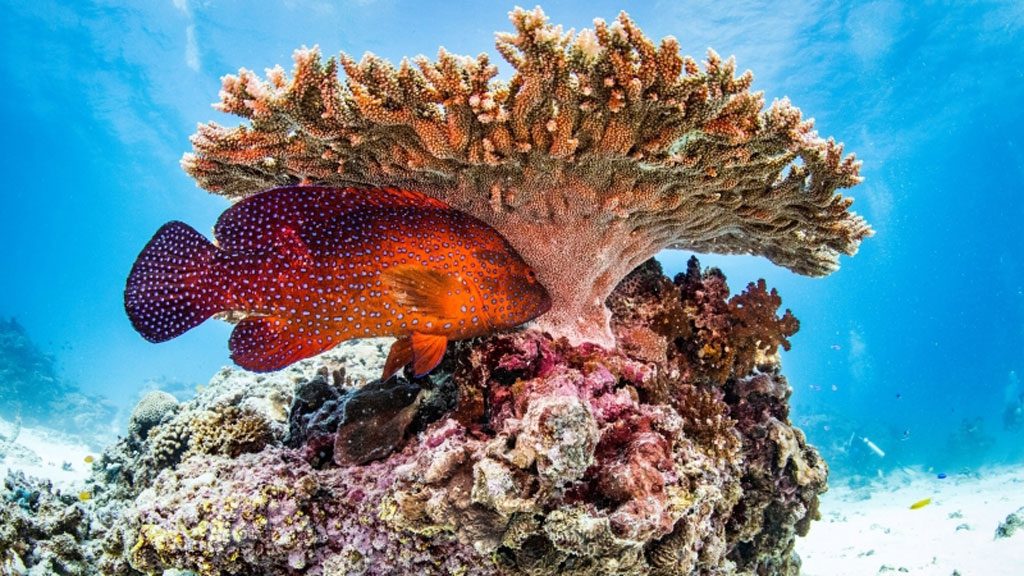 Diving Lady Elliot Island with Lady Elliot Island Eco Resort