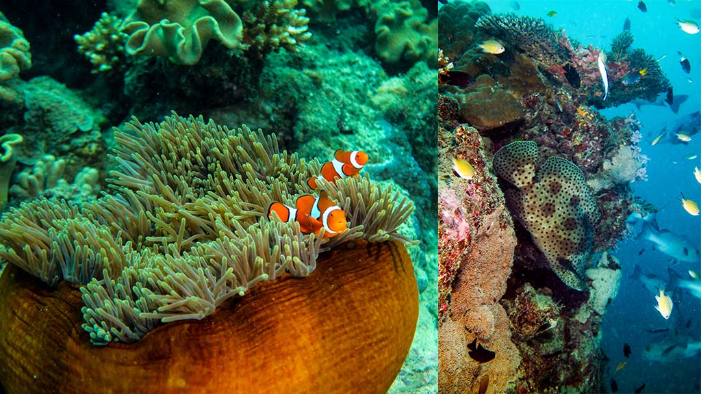 Divers den norman reef anemone barramundi cod