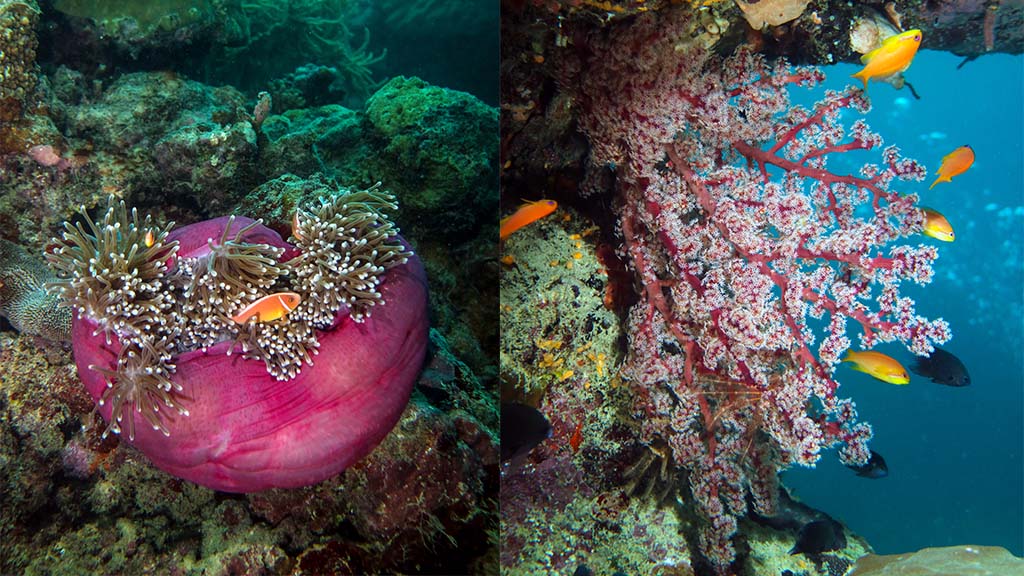 Divers den norman reef pink soft coral