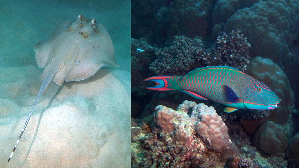 Divers den saxon reef stingray parrot fish