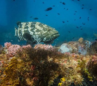 diving tours australia Feature 33 dive ningaloo liveaboard ningaloo australia navy pier feature