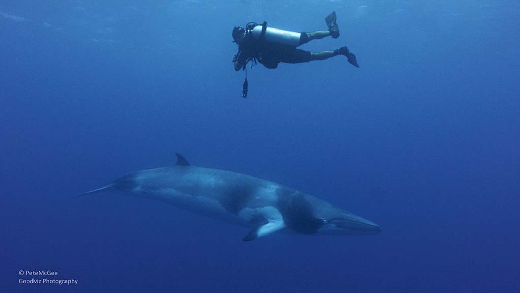 Pro dive pete mcgee minke with diver