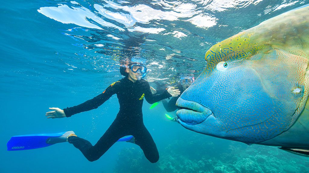 Reef magic wally 1024