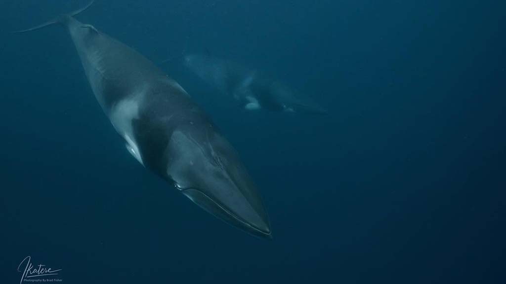 Spirit of freedom minke whale minke couple