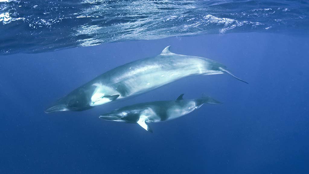 Spirit of freedom minke whale mother and calf