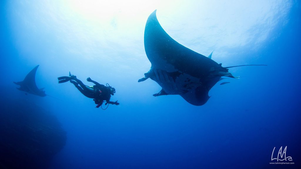 Solmar V diving the Socorro and Guadalupe Islands