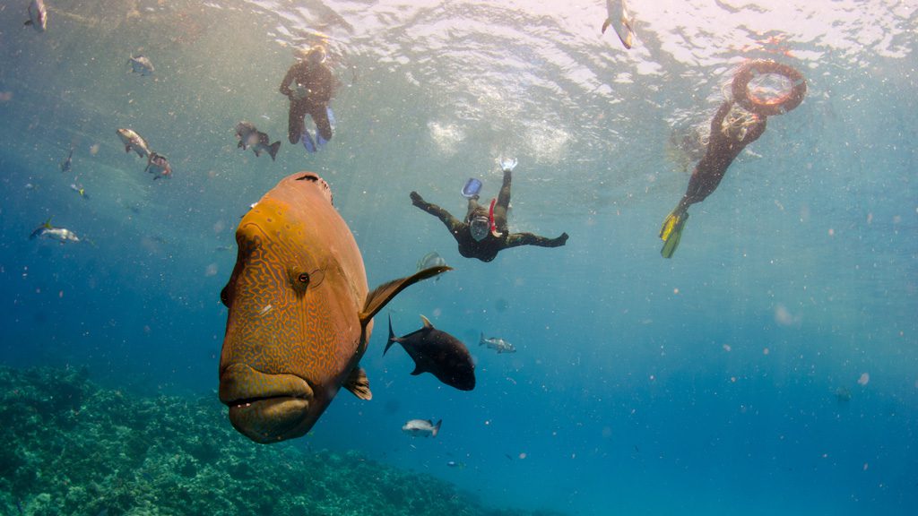 Divers Den OceanQuest Liveaboard, Great Barrier Reef, Australia