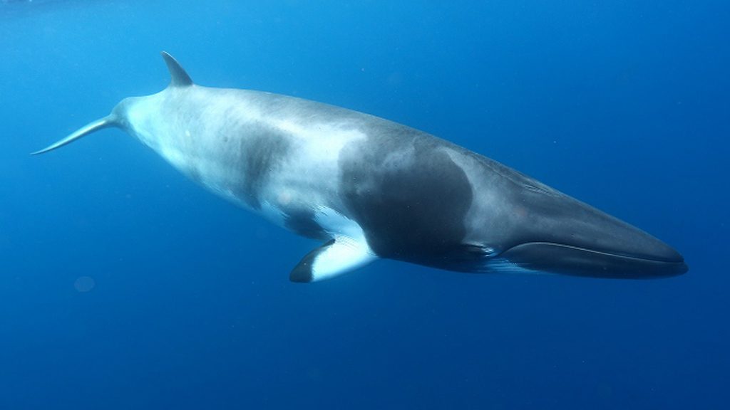 13 divers den oceanquest liveaboard great barrier reef australia minke whale