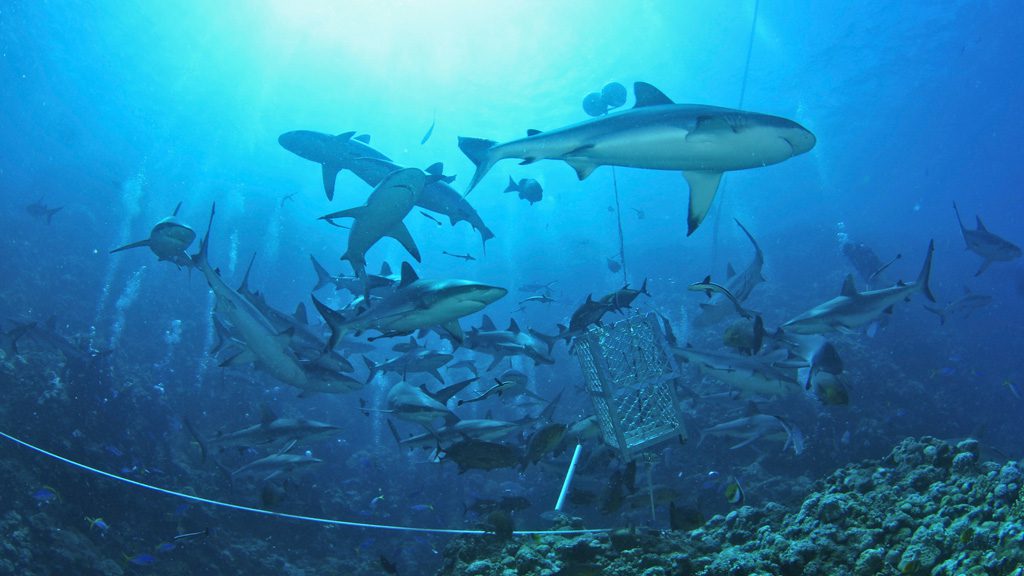 Spirit of Freedom Liveaboard, Great Barrier Reef, Australia