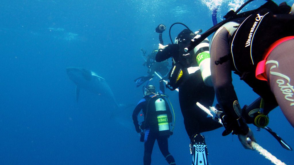 Divers Den OceanQuest Liveaboard, Great Barrier Reef, Australia