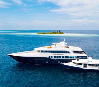 maldives shark tour 14 maldives blue force one central atolls maldives external feature340