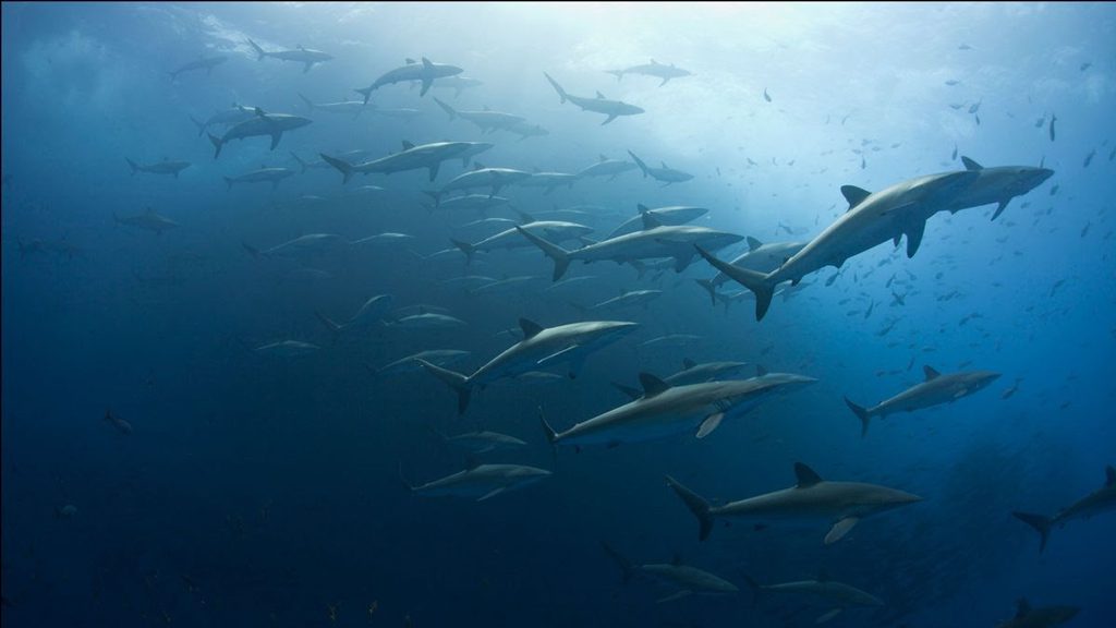 Solmar V diving the Socorro and Guadalupe Islands