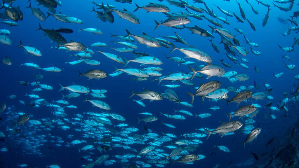 Bilikiki Liveaboard Florida and Russell Islands Solomon Islands