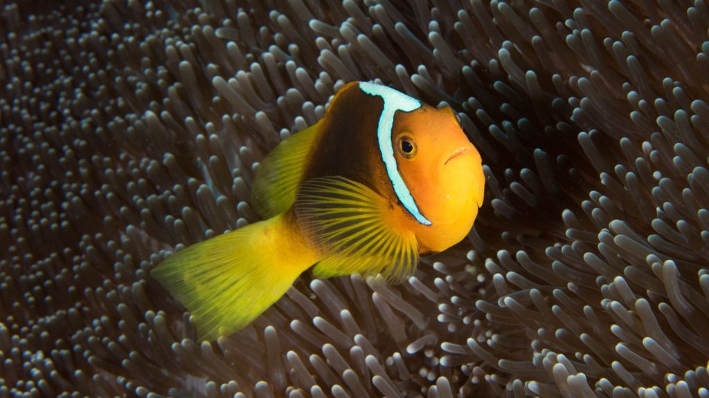 Bilikiki Liveaboard Florida and Russell Islands Solomon Islands