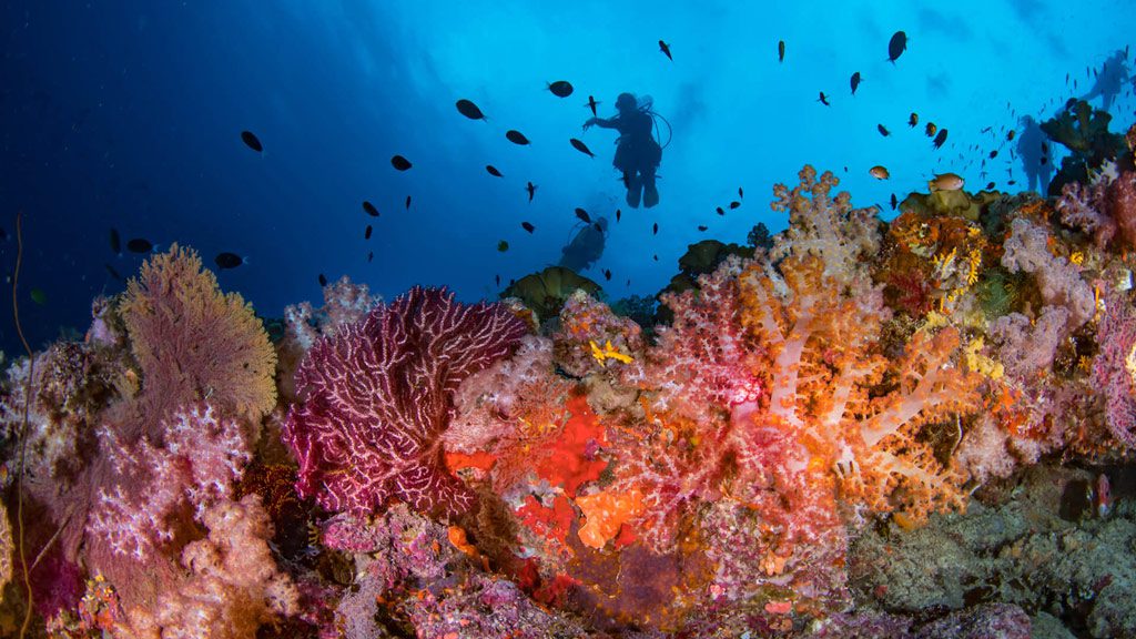 Bilikiki Liveaboard Florida and Russell Islands Solomon Islands