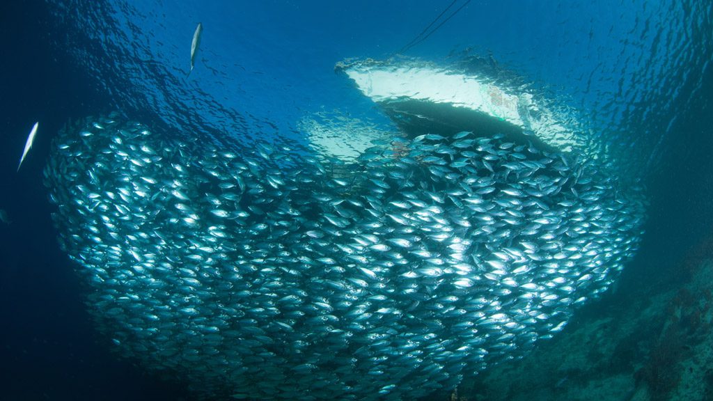 Raja Ampat Aggressor II, Liveaboard, Indonesia, The Coral Triangle