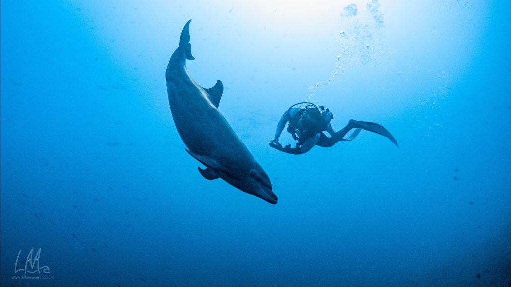 Solmar V diving the Socorro and Guadalupe Islands