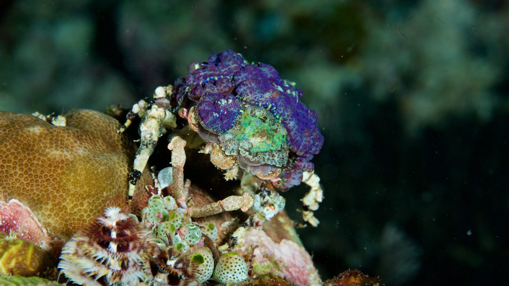 Raja Ampat Aggressor II, Liveaboard, Indonesia, The Coral Triangle