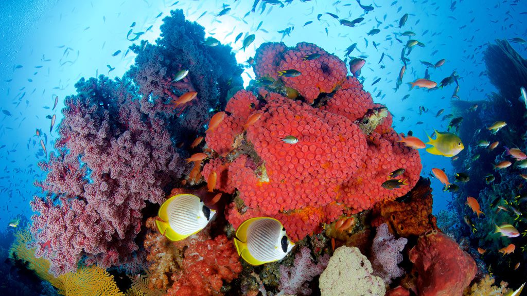 Raja Ampat Aggressor II, Liveaboard, Indonesia, The Coral Triangle