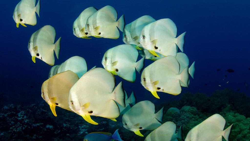 Raja Ampat Aggressor II, Liveaboard, Indonesia, The Coral Triangle