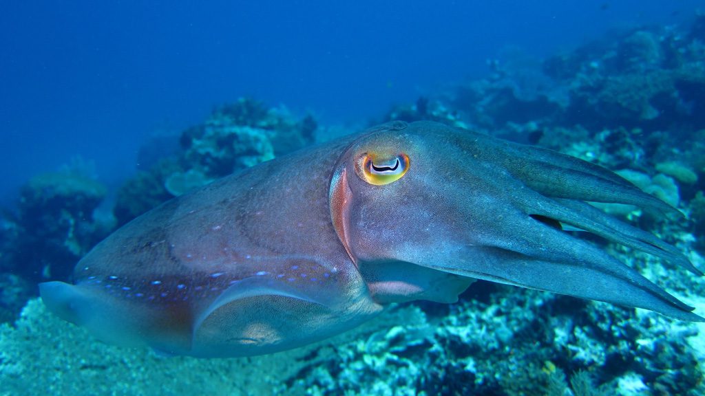 Raja Ampat Aggressor II, Liveaboard, Indonesia, The Coral Triangle