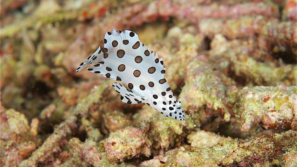 Raja Ampat Aggressor II, Liveaboard, Indonesia, The Coral Triangle