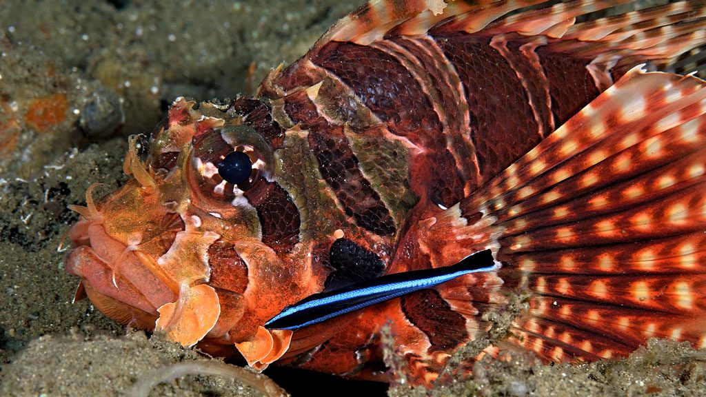Raja Ampat Aggressor II, Liveaboard, Indonesia, The Coral Triangle