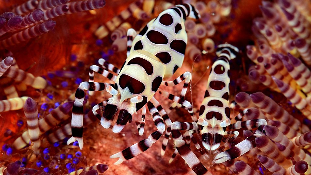 Raja Ampat Aggressor II, Liveaboard, Indonesia, The Coral Triangle