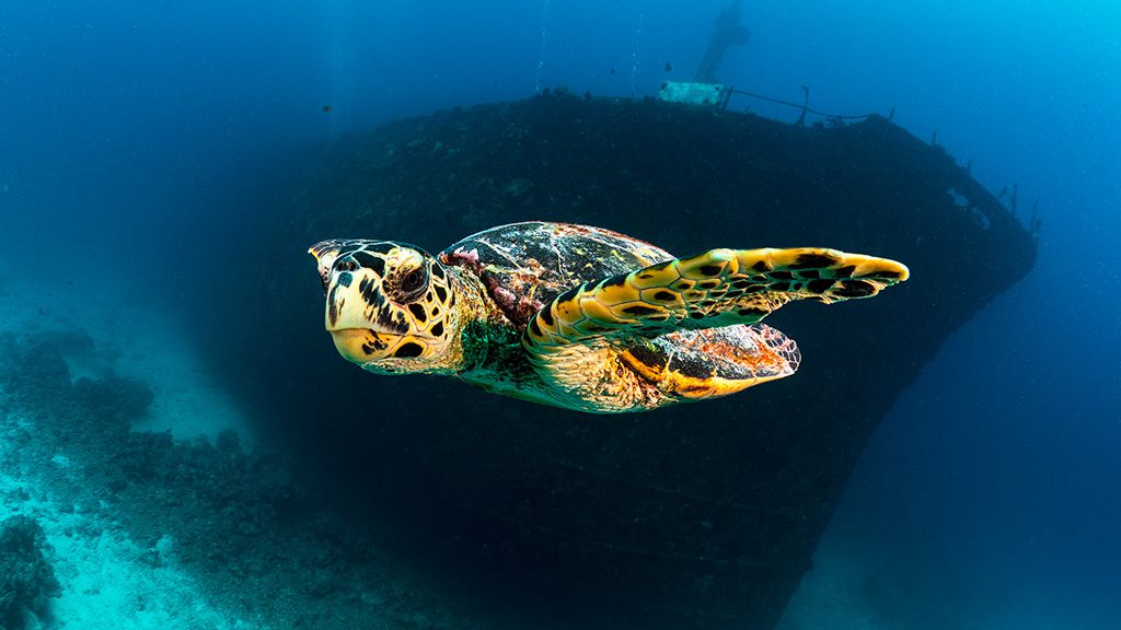 Maldives Blue Force One diving the Central Atolls of the Maildives