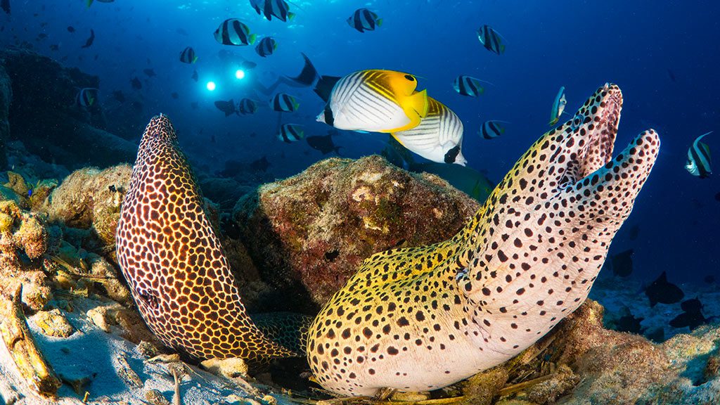 Maldives Blue Force One diving the Central Atolls of the Maildives