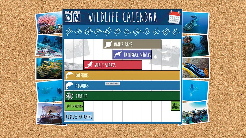 Dive ningaloo wildlife calendar