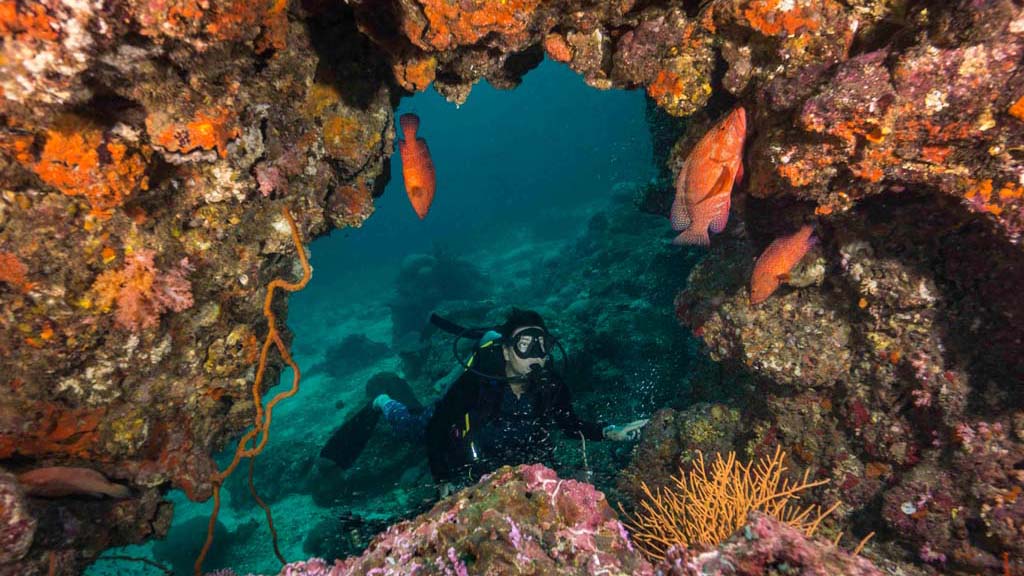 Ozdive 2022 special: thailand rainforest to reef