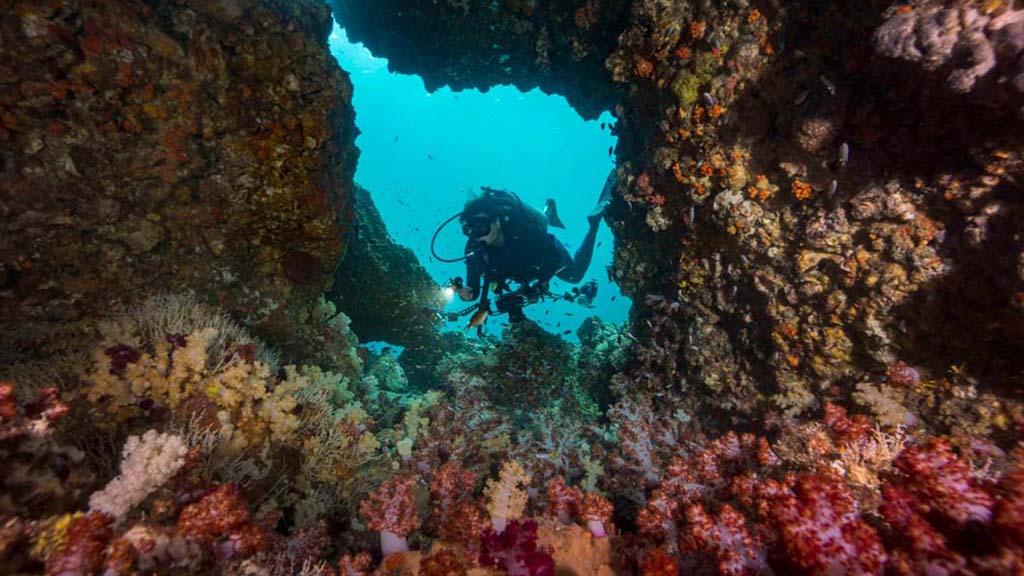 Ozdive 2022 special: thailand rainforest to reef