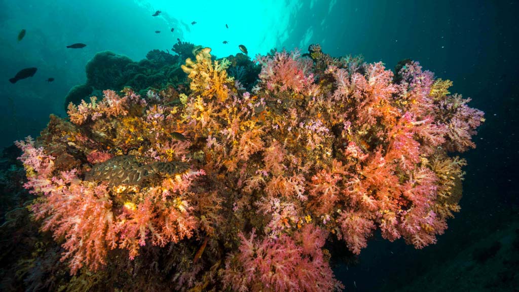 Ozdive 2022 special: thailand rainforest to reef