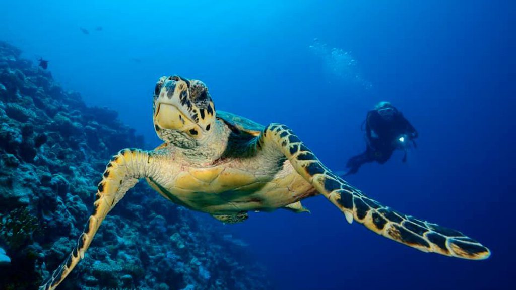 10 carpe diem cruises carpe novo south male atoll and ari atoll maldives turtle and diver