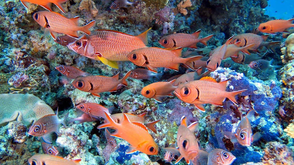 Fulidhoo Dive with Thundi Guest House, Fulidhoo Island, Vaavu Atoll, Maldives