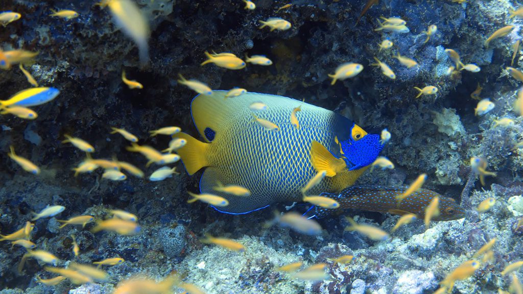 Fulidhoo Dive with Thundi Guest House, Fulidhoo Island, Vaavu Atoll, Maldives