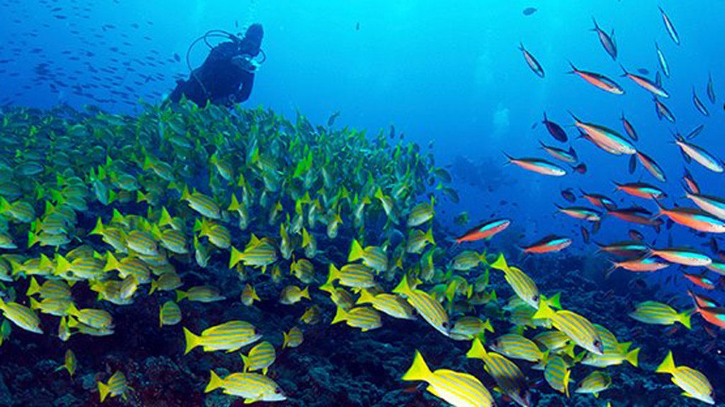 13 carpe diem cruises carpe vita south male atoll and ari atoll maldives underwater fish and diver