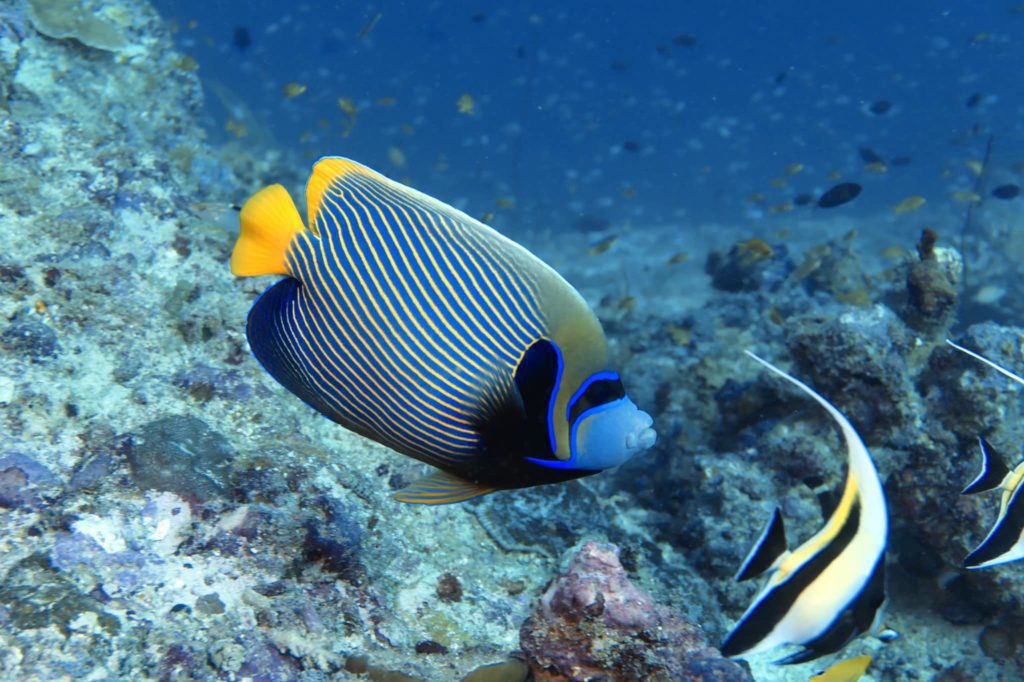 Fulidhoo Dive with Thundi Guest House, Fulidhoo Island, Vaavu Atoll, Maldives