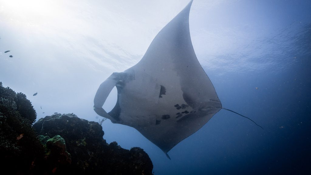 La Galigo Liveaboard, Raja Ampat and Komodo, Indonesia